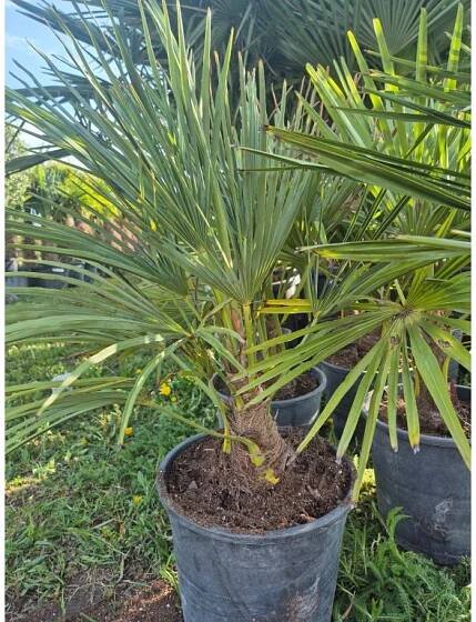 Trachycarpus Fortunei – mrazuvzdorná palma až do –17 °C