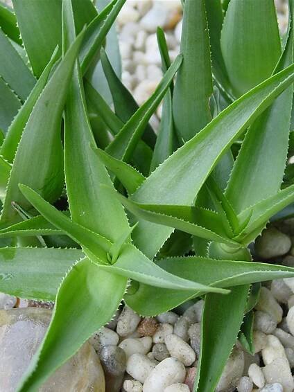 Lg. Climbing Jade Aloe Plant (aloe ciliaris) - Image 3