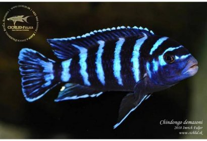 Melanochromis auratus 'Maleri Island' 9