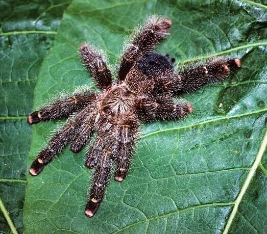 Avicularia rufa Schiapelli & Gerschman, 1945, female, Rondonia, Brazil