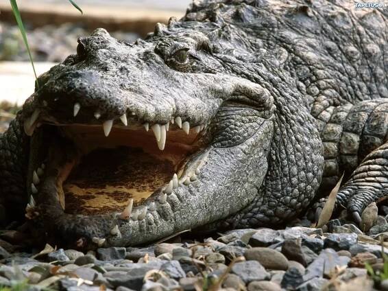 Which animal kills the most humans? You won't believe what you see!