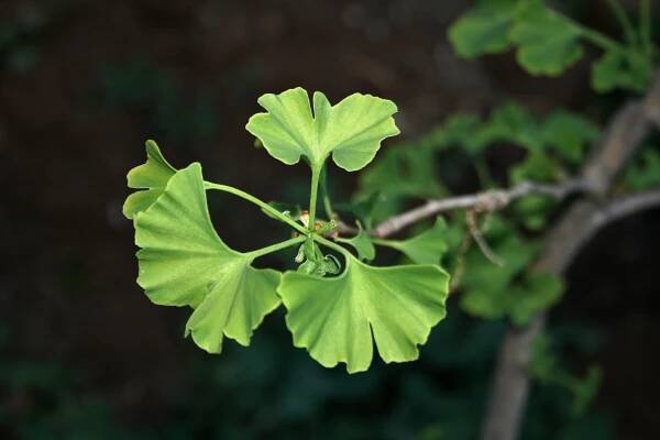 Strom Ginkgo biloba - pěstování