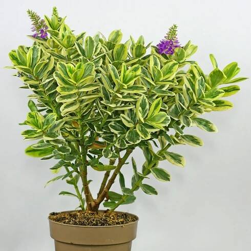 Hebe andersonii Classica