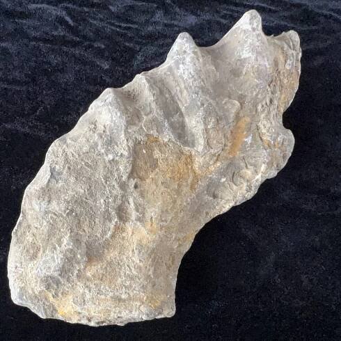 Large Ammonite Specimen