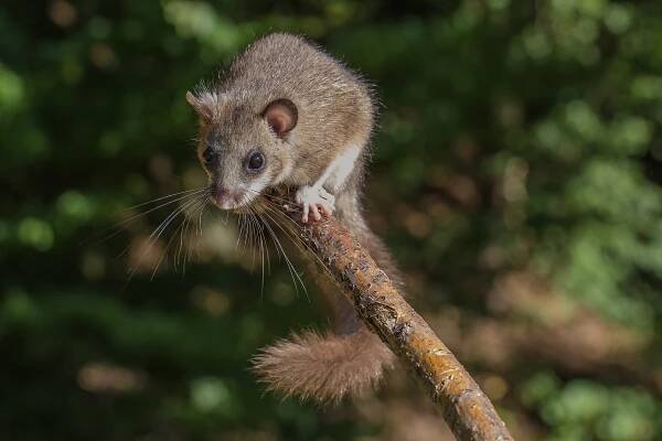 edible dormouse - Wikidata