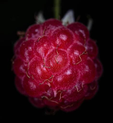 a close up of a raspberry on a black background