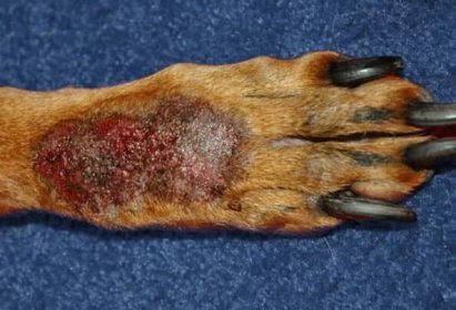 Kožní onemocnění u psů