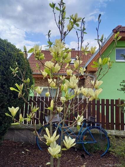Šácholan (Magnolia)