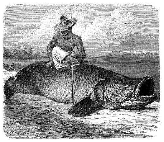 starožitná ilustrace arapaimy, pirarucu nebo paiche (arapaima gigas) - arapaima velká stock ilustrace