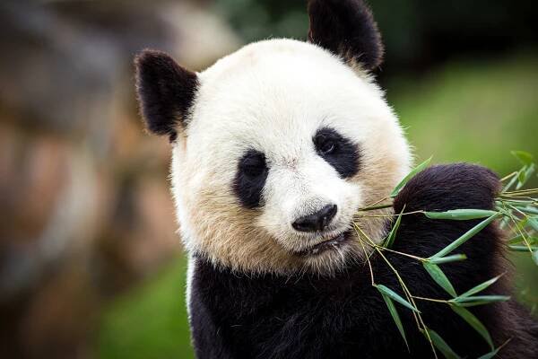 Panda velká stock fotka