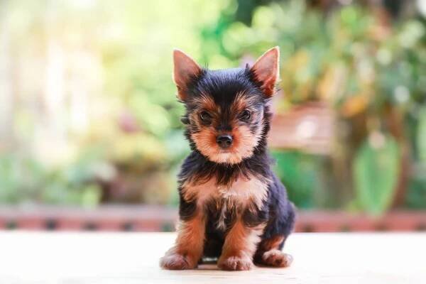 Where Can You Buy A Teacup Yorkie at Maria Couture blog
