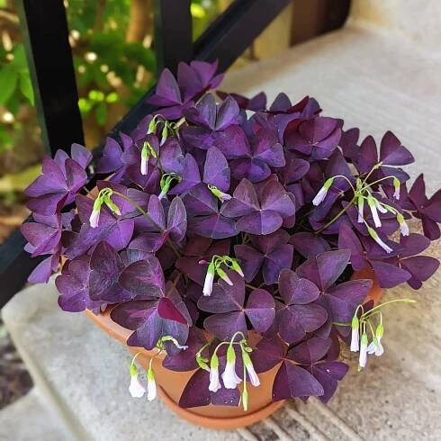Oxalis Triangularis instagram @getgrowingwithjordan