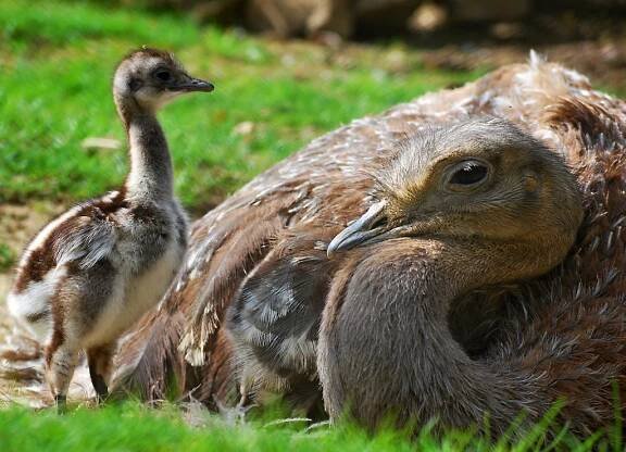 ZOO ZLÍN - Nandu Darwinův