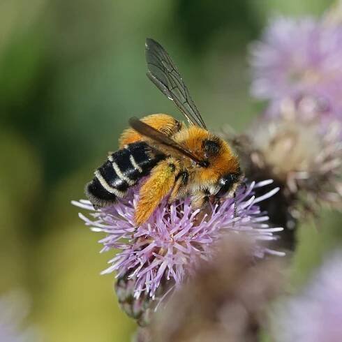 Včely samotářky jsou klíčové pro opylování. Experti zkoumají, jak je ochránit před pesticidy