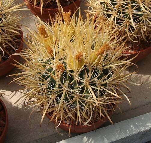 Ferocactus Chrysacanthus Info: How To Grow Ferocactus Chrysacanthus Cacti