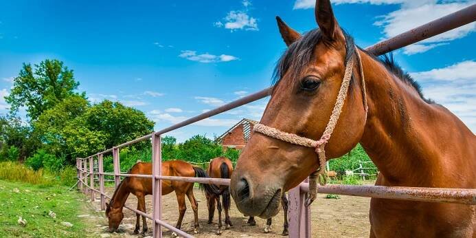 Ubytování na statku: 10 tipů na pobyty na farmě