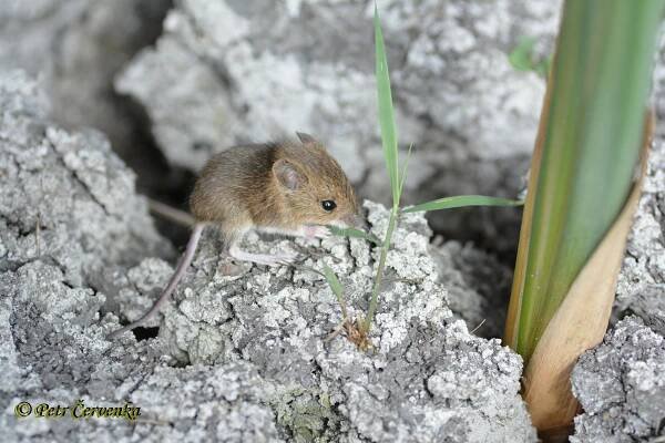 Apodemus sylvaticus - myšice křovinná