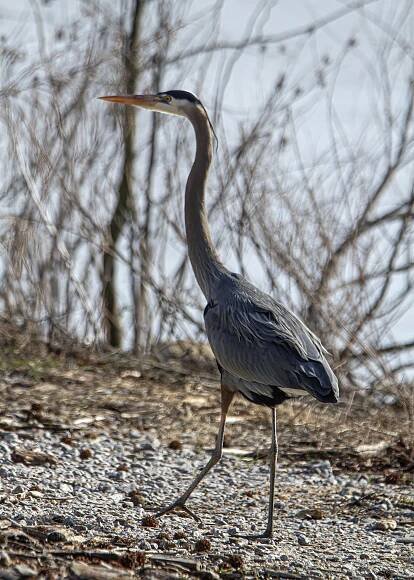 Great Blue Heron