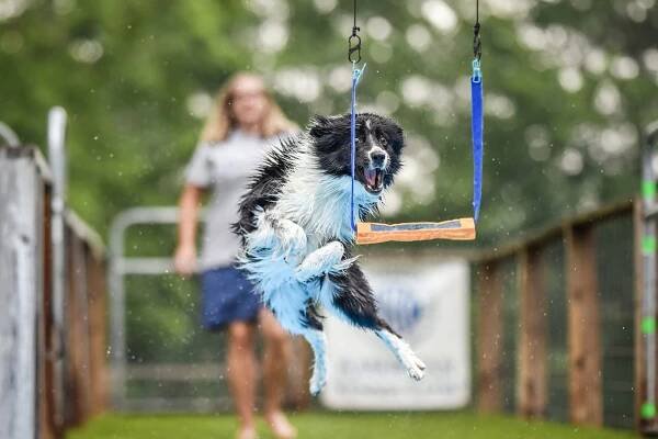O'my! Border Collies - Atari