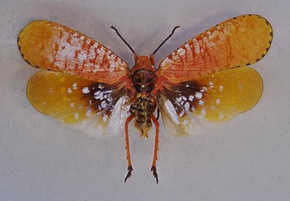 Aphaena