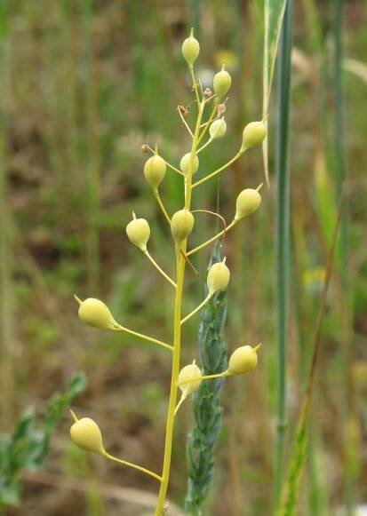 Camelina sativa