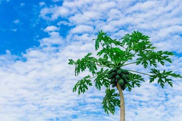 Plantar papaya en maceta
