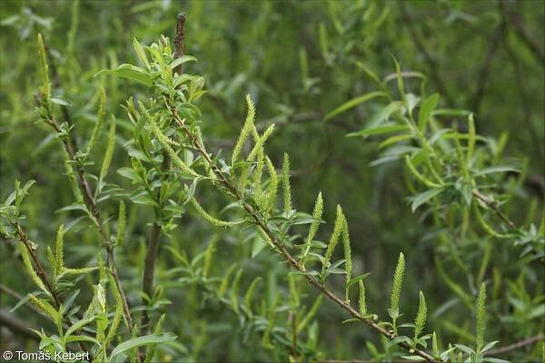 Salix triandra subsp. triandra – vrba trojmužná pravá