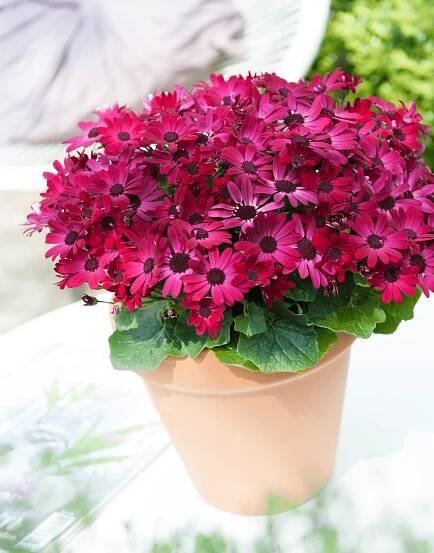 Senetti®-Ruby-Red-03-1.png
