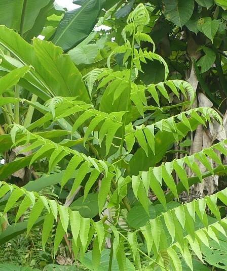 Detail of the Vegetable fern, Diplazium esculentum
