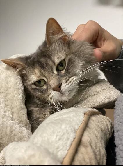 Cozy Cat Cuddles