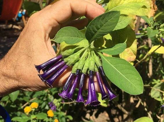 Iochroma fuchsioides. Rarely infused with the ayahuasca plant, profoundly alters the hallucinogenic aspect of the brew