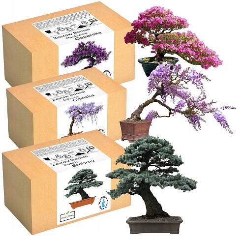MIX SAD PRO PĚSTOVÁNÍ STROMEK BONSAI ŠTĚSTÍ 3x VÍCELETÉ ZAVLAŽOVAČE
