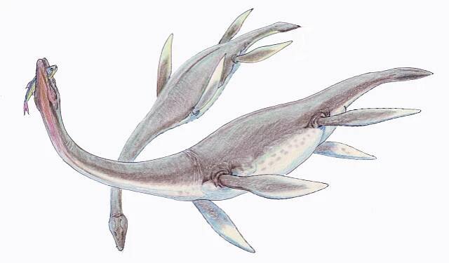 Súbor:Plesiosaurus dolich1DB.jpg – Wikipédia