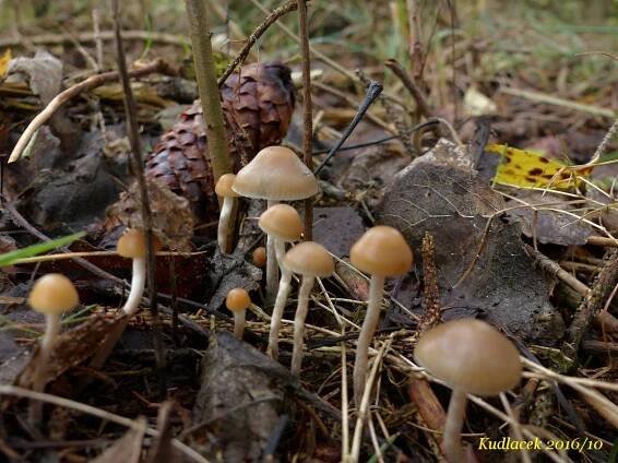 Lysohlávka tajemná česká - Psilocybe serbica var. bohemica - Kudluv fotoatlas hubKudluv fotoatlas hub