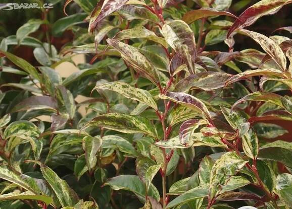 LEUCOTHOE WALTERI RAINBOW - Jilemnice - Bazar