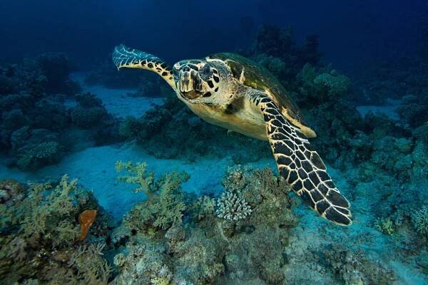 Kareta pravá (Eretmochelys imbricata) Hawksbill Sea Turtle – Magická hlubina