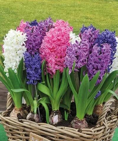 Hyacinty voňavé ušlechtilé - směs
