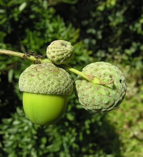 Quercus robur L. - Portale della Flora d'Italia / Portal to the Flora of Italy