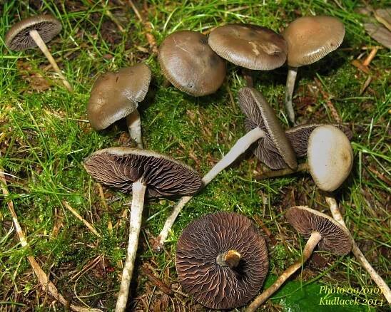 Lysohlávka tajemná česká - Psilocybe serbica var. bohemica - Kudluv fotoatlas hubKudluv fotoatlas hub