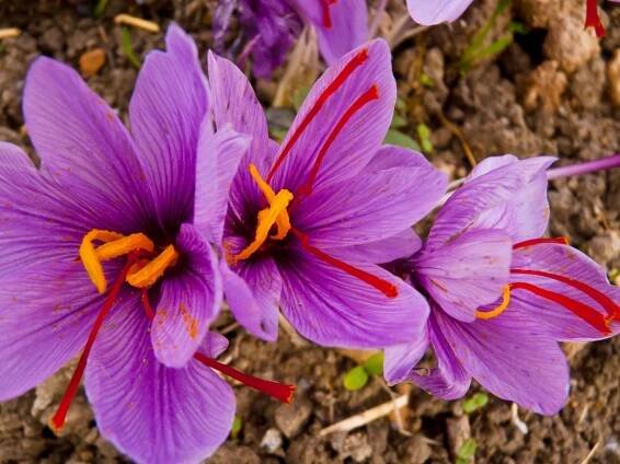 Flor de azafrán
