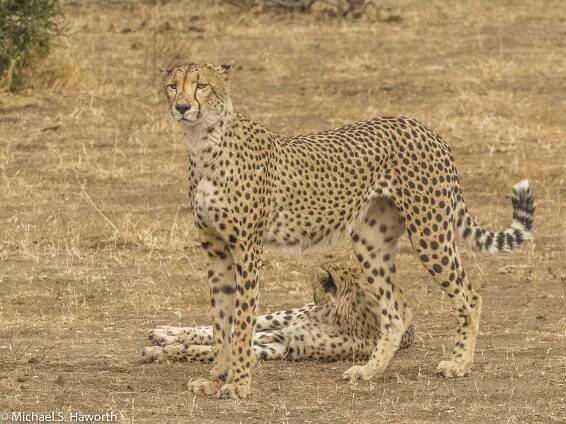Cheetah