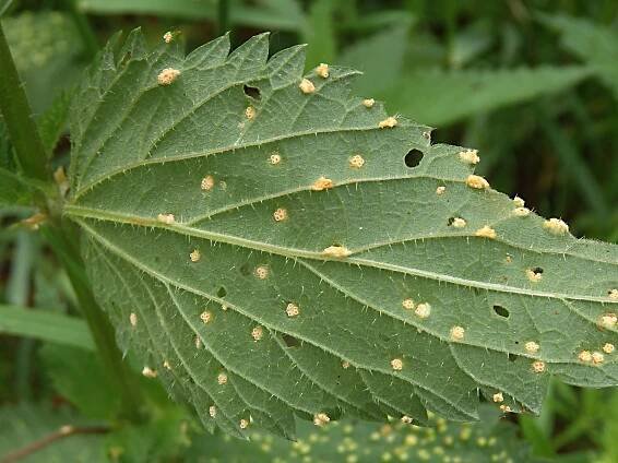 Obrázek - Puccinia caricina (rez ostřicová) | BioLib.cz