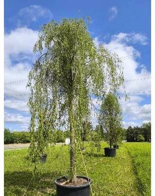 Japonská vrba Pendula
