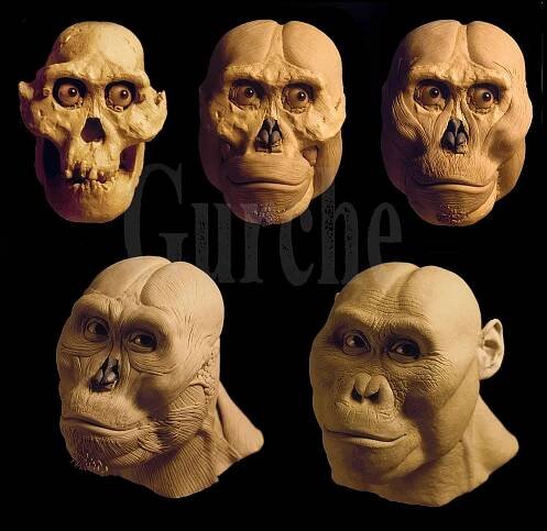 Australopithecus afarensis — John Gurche