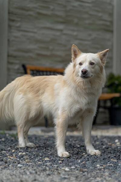 ALFIE – Nekupujte! Adoptujte!