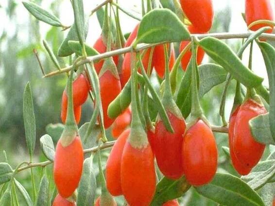 Kustovnice čínská - Goji - Zahradnictví Spomyšl