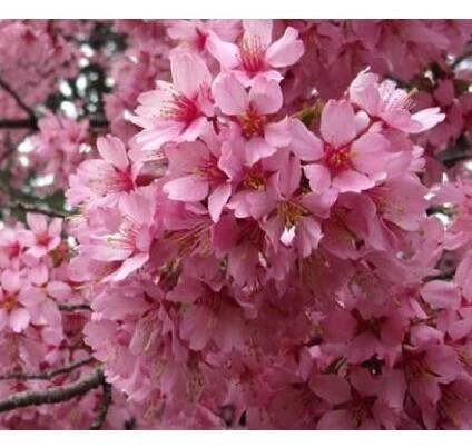 Prunus serrulata 'Okame', sakura ozdobná, kmínek 120cm, kontejner