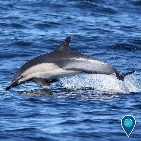 #Dolphin – @noaasanctuaries on Tumblr