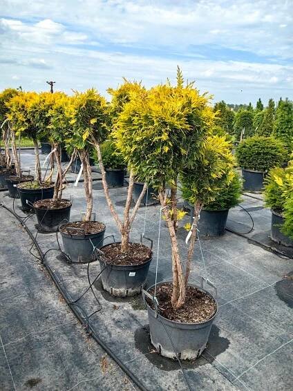 Thuja ocidentalis – Zerav západní tvarovaný – WIELOKULKI Bonsai Latinský název thuja occidentalis 'smaragd'