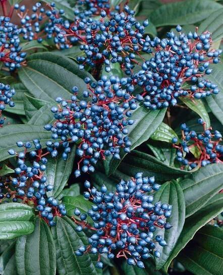 Viburnum davidii